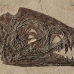 Particolare del cranio di Scipionyx samniticus con le grandi orbite circolari e il muso corto che sono caratteri infantili 